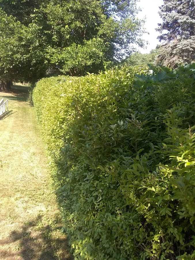 Hedge Trimmed Paul’s Landscaping of NY, LLC Webster, NY Hedge Trimming Webster NY