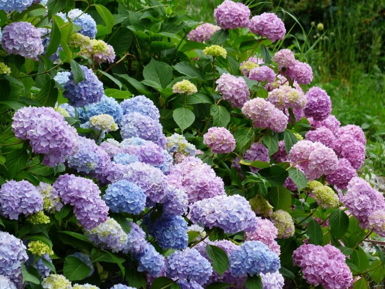 Why Won’t My Hydrangea Plant Bloom? Paul's Landscaping of NY, LLC