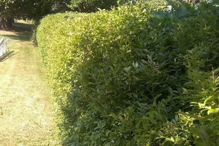 Hedge Trimming Webster NY